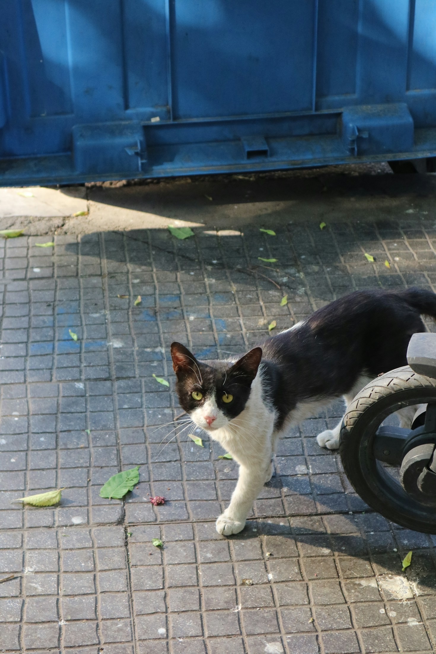 Why Preventive Care is Crucial for Pets